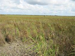 Everglades - swamp buggy