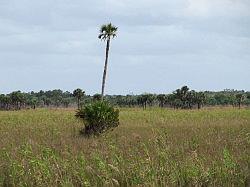 Everglades - swamp buggy