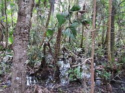 Everglades - swamp buggy