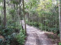 Everglades - swamp buggy