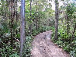 Everglades - swamp buggy