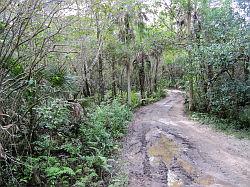 Everglades - swamp buggy