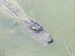 Everglades - swamp buggy