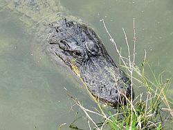 Everglades - swamp buggy