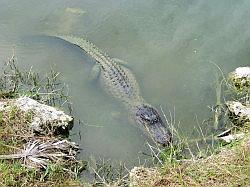 Everglades - swamp buggy