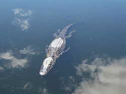 Everglades - grassland airboat tour