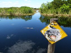 Everglades - grassland airboat tour