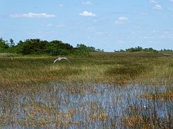 Everglades - grassland airboat tour