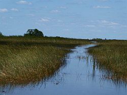 Everglades - grassland airboat tour