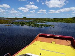 Everglades - grassland airboat tour