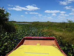 Everglades - grassland airboat tour