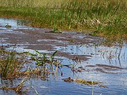 Everglades - grassland airboat tour