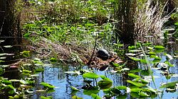 Everglades National Park