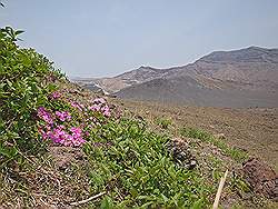 Aso - de vulkaan Mount Aso; 'vulkaanwoestijn', met mooie bloemen