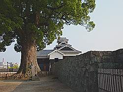 Kumamoto - Kumamoto castle; de boom op de voorgrond is 800 jaar oud!!!!