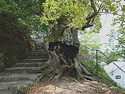 Miyajima - trap naar het park