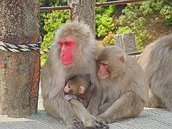 Miyajima - er leven best veel apen op de berg