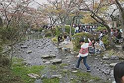 Kyoto - ongelooflijk veel mensen in de parken - opvallend: geen geschreeuw, geen GSM geluiden, geen harde muziek ................. wel veel gezellige mensen