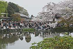 Kyoto - ongelooflijk veel mensen in de parken - opvallend: geen geschreeuw, geen GSM geluiden, geen harde muziek ................. wel veel gezellige mensen