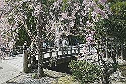 Koyasan - de laatste bloesem; ingang van de Kongobuji tempel