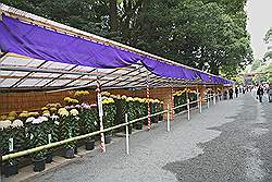 Meiji tempel  - chrysanten zijn de belangrijkste Japanse bloemen