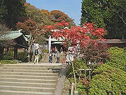 Kamakura - Kamakuragu Shrine