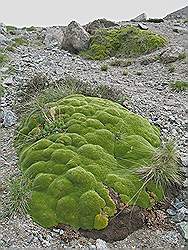 Great Almaty Peak - schaarse begroeiing; een soort mos