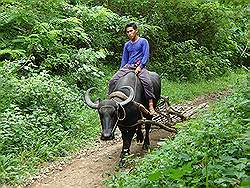 Biak na Bato - het 'werkpaard' van het verre oosten: de waterbuffel