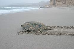 Ras Al Jinz - reuzenschildpad op weg naar de zee