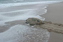 Ras Al Jinz - reuzenschildpad op weg naar de zee
