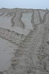 Ras Al Jinz - sporen van reuzenschildpadden; het lijken wel sporen van banden
