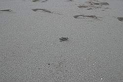 Ras Al Jinz - een jong schildpadje op weg naar de zee