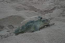 Ras Al Jinz - reuzenschildpad op weg naar de zee