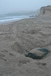 Ras Al Jinz - reuzenschildpad op weg naar de zee