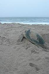 Ras Al Jinz - reuzenschildpad op weg naar de zee