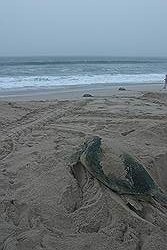 Ras Al Jinz - reuzenschildpad op weg naar de zee