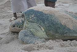 Ras Al Jinz - reuzenschildpad op weg naar de zee