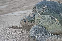 Ras Al Jinz - reuzenschildpad op weg naar de zee