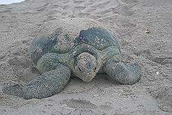 Ras Al Jinz - reuzenschildpad op weg naar de zee