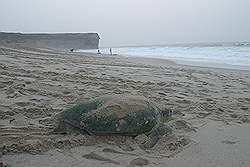 Ras Al Jinz - reuzenschildpad op weg naar de zee