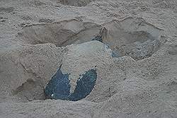 Ras Al Jinz - een late bezoeker; reuzenschildpad bezig met het graven van een kuil voor de eieren