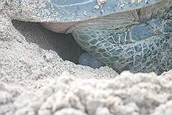 Ras Al Jinz - een late bezoeker; reuzenschildpad bezig met het leggen van eieren
