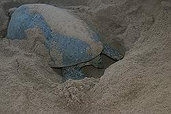 Ras Al Jinz - een late bezoeker; reuzenschildpad bezig met het leggen van eieren