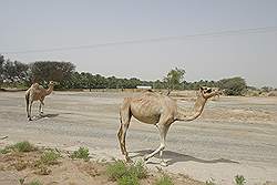 Onderweg van Sur naar Nizwa