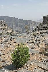 Jabal Shams - de grand canyon