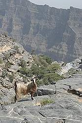 Jabal Shams - de grand canyon