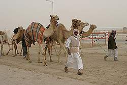 De kamelen racebaan - race kamelen en hun begeleiders