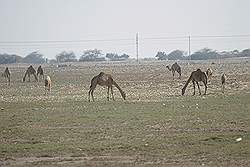 De weg tussen Al Ruwais en Al Zubarah - kamelen langs de weg