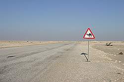 De weg tussen Al Zubarah en Dukhan - uitkijken voor overstekende kamelen