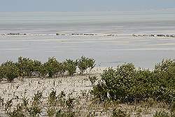 Al Ruwais - mangrove boompjes langs de kust